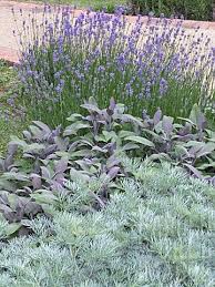 Lavender Sage Artemesia Sensory Garden Plants Mediterranean Garden