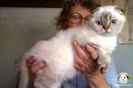 Satilik Scottish Fold Panosundaki Pin