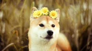 Maybe you would like to learn more about one of these? Flowers Animals Dogs Shiba Inu Wallpaper 67820