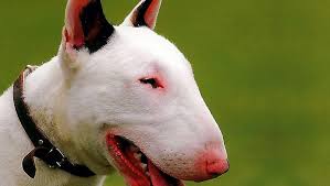 Résultat de recherche d'images pour "bull terrier"