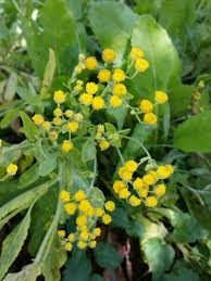 Image result for Tanacetum balsamita