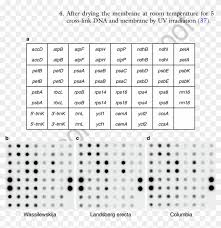 transcription activities of several chloroplast genes