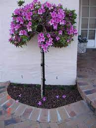 Standard Azalea Azaleas Plants Diy Garden