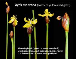 Image result for Xyris laniceps