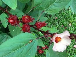Hibiscus flowers hibiscus flowers are well known to gardeners in southern california and florida, where the colorful blooms adorn many garden. 25 Organic Hibiscus Tea Hibiscus Sabdariffa Seeds Hibiscus Tea Organic Seeds Hibiscus