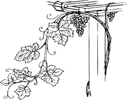 Black And White Flower Vines Clipart Http Www Theclipartwizard Com Images Grapevine Png Grape Drawing Grape Vines Grapes