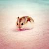 More images for show me a picture of a hamster » 3