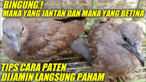 Burung ciblek merupakan salah satu jenis burung perkicau dengan body kecil seperti burung pleci. Ciri Burung Tekukur Jantan Dan Betina Youtube