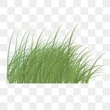 Wind Blowing Grass Illustration Wilderness Gardening Png Transparent Clipart Image And Psd File For Free Download In 2021 Grass Clipart Garden Clipart Clip Art
