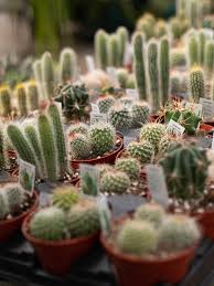 Check spelling or type a new query. Cactus Gardening At Home Tips On How To Make The Most Of It Garden Culture Victoria