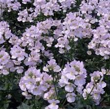 Image result for Nemesia lilacina