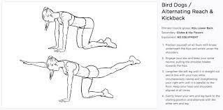 bird dog exercise lower back exercises exercise