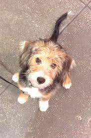Blue Heeler Beagle Mix Adoption Blue Heeler Beagle Mix Blue Heeler Beagle Mix Melange De Bea
