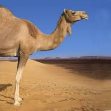 The koala also has a large, flattened black nose. The Camel S Nose Thecamelsnose Twitter