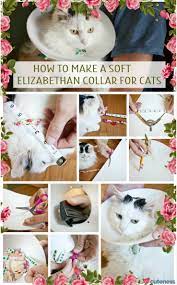 Pin On Cat Health And Well Being