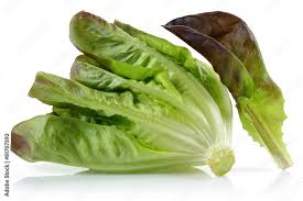 Image result for Loxodera