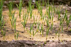 Sciure De Bois Pour Utilisation Dans Le Jardin Conseils Pour L Utilisation De La Sciure De Bois Comme Paillis De Jardin Fr Haenselblatt Com