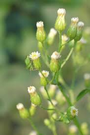 Image result for Conyza limosa