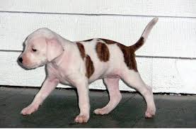 We did not find results for: White And Light Brown Pit Bull Dog Picture Jpg 3 Comments