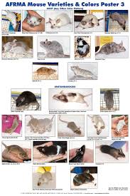 Afrma Mouse Varieties Colors Posters Pet Mice Fancy Mouse Pet Rats