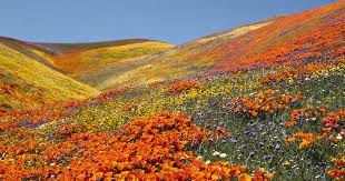 We did not find results for: Yumthang Valley Of Flowers