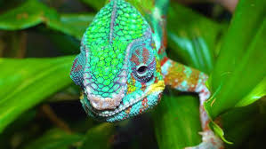 Image result for Chamaecrista gracilior