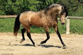 Andalusian horse thoroughbred buckskin horses rare horse breeds farm images rare horses horse world conquistador beautiful horses. Pin By Keren Ovadia On Horse Colors Horses Andalusian Horse Buckskin Horse