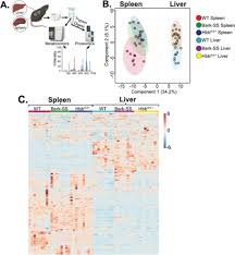 Metabolic and Proteomic Divergence is Present in Spleens and Livers from  Berkeley Sickle Cell Anemia and β-Thalassemia Mice