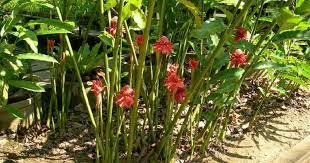 Kami menjual benih bunga, buah, sayuran, dan herbal. Ini Cara Tanam Kantan Untuk Dapatkan Hasil Bunga Yang Banyak Impiana