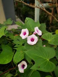 Image result for Ipomoea batatas pots