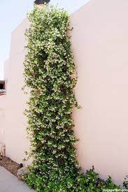 Star Jasmine Care And Growing Tips Joy Us Garden Flowering Vines Plants Star Jasmine