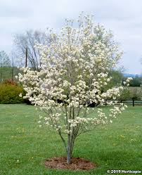 Image result for Cornus