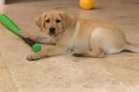 We love labradors for their easy going temperaments, unconditional love, loyalty and how versatile they are! Lure Labradors