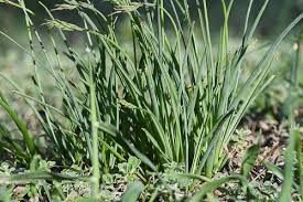 Image result for Dipcadi viride