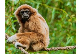 Image result for Hylebates