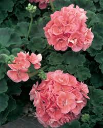 Proven Winners Daredevil Salmon Zonal Geranium Pelargonium Zonale Geraniums Geranium Flower Pelargonium