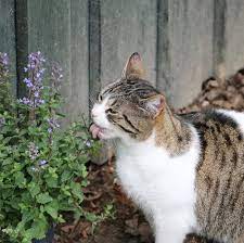 More Herbs Less Salt Day 5 Tasty Herbs That Are Safe To Feed To Your Cat Cattime Cats Beautiful Cats Cute Animals