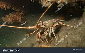Image result for Palinurus elephas