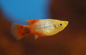 Molly Fish Care And Birth Lovetoknow