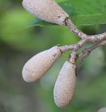 Image result for Parinari excelsa