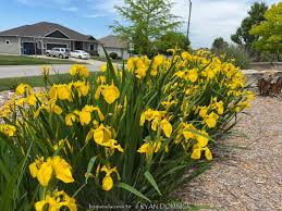 Image result for Iris pseudacorus