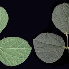 Image result for Rhynchosia holstii