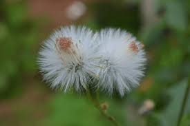 Image result for Crassocephalum uvens