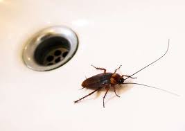 10 bugs that are living in your house