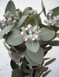 Check spelling or type a new query. 28 March Flowers Ideas Australian Native Flowers Event Flowers Gift Bouquet