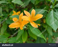 Image result for Barleria randii