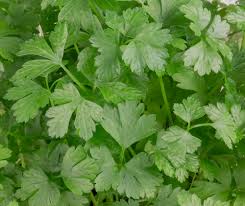 «ein #snack für #zwischendurch einige #auberginenröllchen gefühlt mit #walnüssen #petasilie…» Petersilie Ein Kompliziertes Kuchenkraut