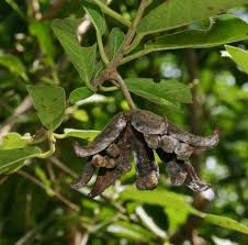 Image result for Xylotheca tettensis