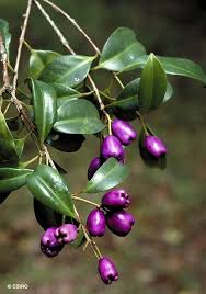 Image result for Syzygium rowlandii