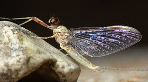 Image result for Macrotyloma stenophyllum